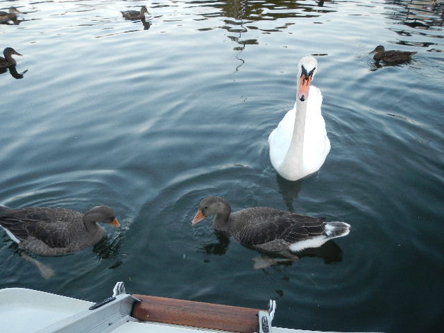 Schwan mit Gänsekindern in Plau am See - Bild 2