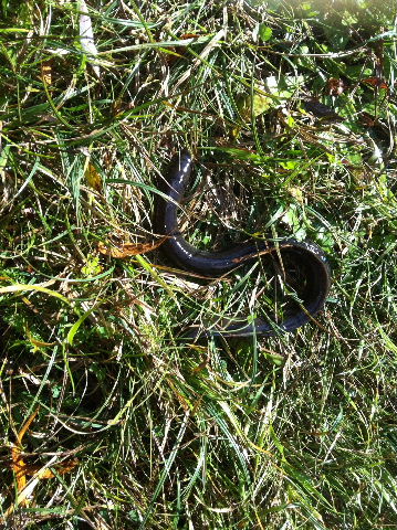 Aal im Ballasttank der 25er